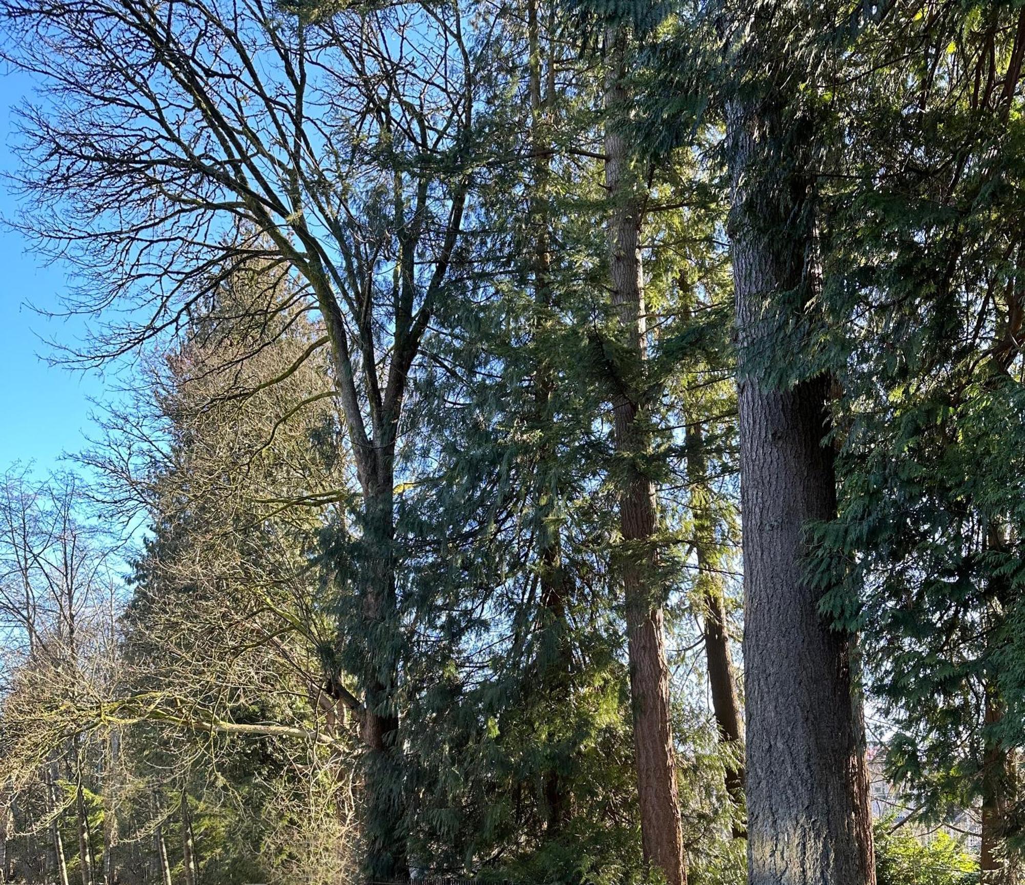 Canadian 2* Surrey
